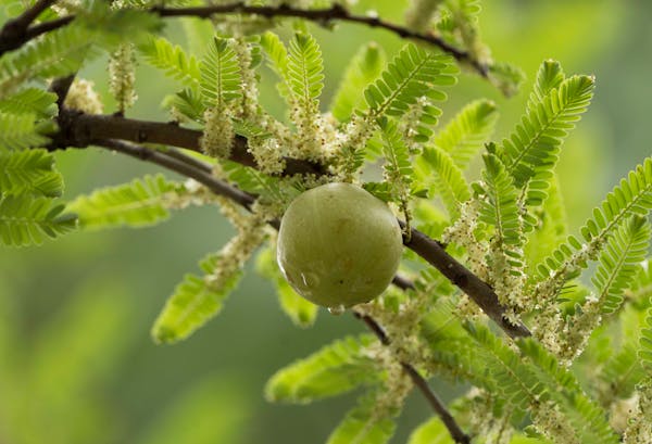 Amla